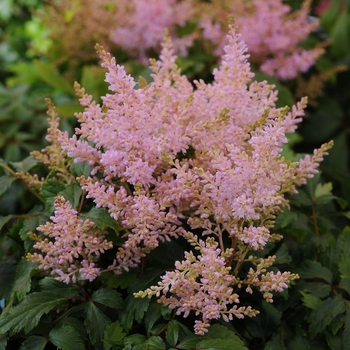 Astilbe Short 'n Sweet™ 'Sugarberry'