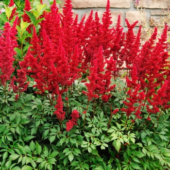 Astilbe x arendsii 'Spinell'
