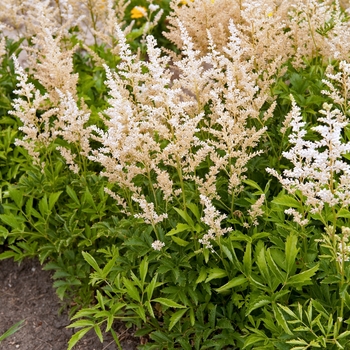 Astilbe x arendsii 'Snowdrift'