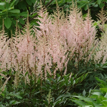 Astilbe x arendsii 'Sister Theresa'