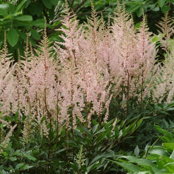 Astilbe x arendsii 'Sister Theresa' 