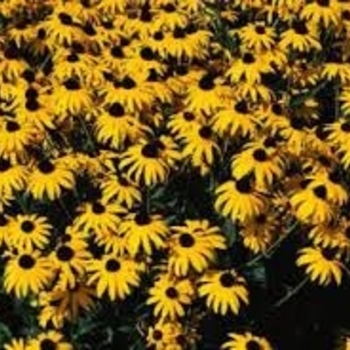 Rudbeckia neumannii 'Summerblaze' 