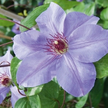 Clematis 'Ramona' 