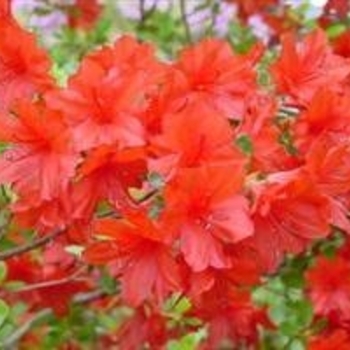Rhododendron Kurume Hybrid 'Jennifer' 