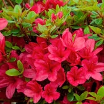 Rhododendron Kurume Hybrid 'Coral Bells' 