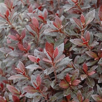 Rhododendron 'Crimson Princess' 