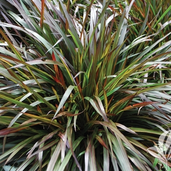 Pennisetum 'Princess Molly' PP21831