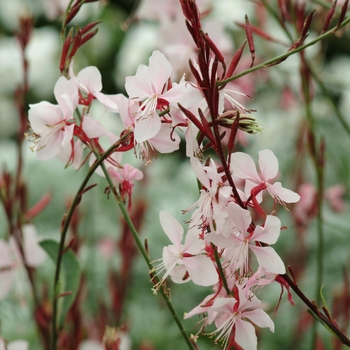 Gaura lindheimeri 'Blush' PP 14683