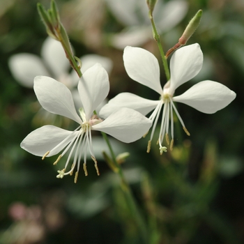 Gaura lindheimeri 'Baltincite' PP20326