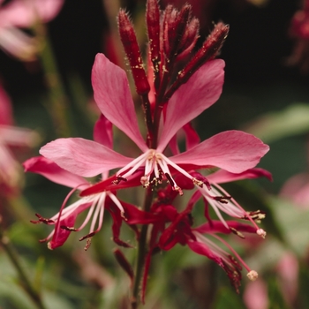 Gaura lindheimeri 'Rose' Baltinrose PP14635