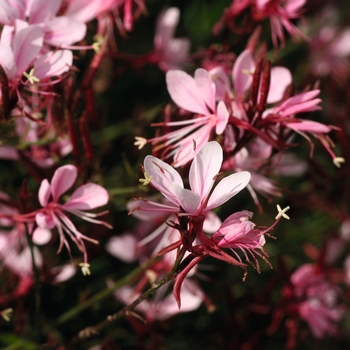 Gaura lindheimeri Belleza® 'Compact Light Pink'