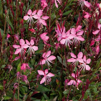 Gaura lindheimeri 'Pink' KLEGL13599