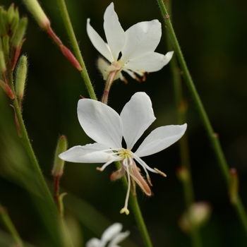 Gaura lindheimeri 'White' KLEGL14844