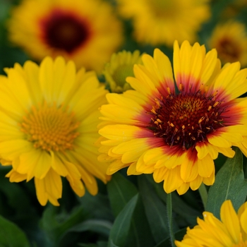 Gaillardia x grandiflora 'Bright Bicolor' 