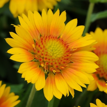 Gaillardia x grandiflora 'Peach' 