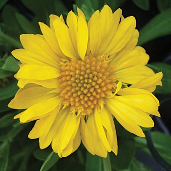 Gaillardia aristata 'Yellow' 