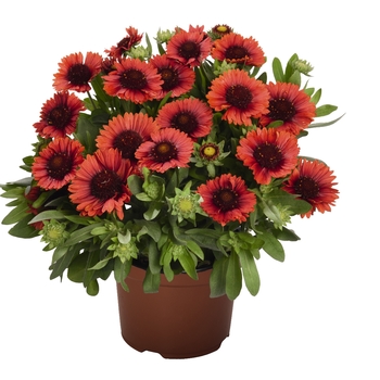 Gaillardia aristata 'SpinTop Red'