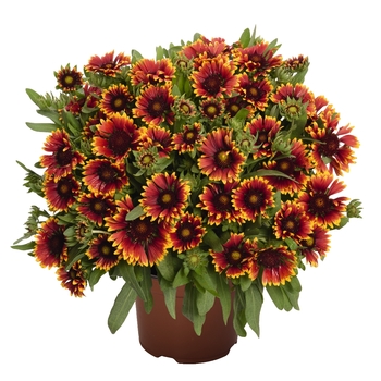 Gaillardia aristata 'SpinTop Orange Halo' 