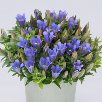 Gentiana makinoi 'Luis Easy Blue' KLEGH12013 PP26296