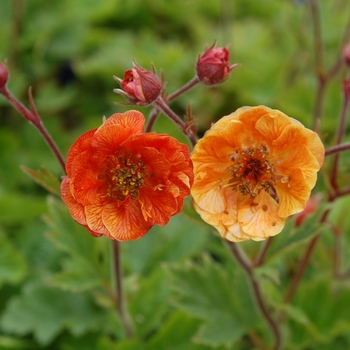 Geum 'Dark and Stormy' 