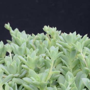 Graptopetalum macdougalli 