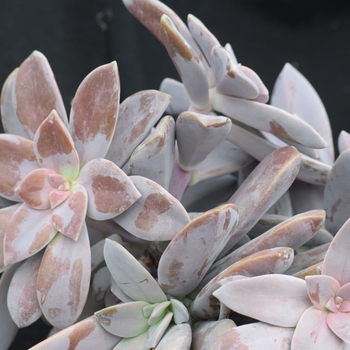 Graptopetalum pentandrum 