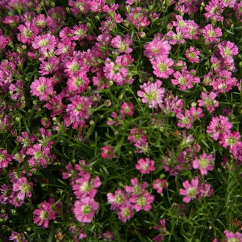 Gypsophila muralis 'Garden Bride'