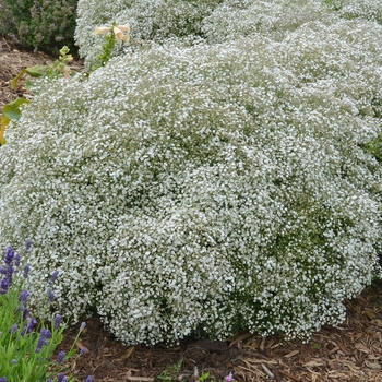 Gypsophila paniculata 'Summer Sparkles®'