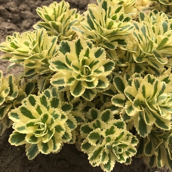 Sedum takesimense 'Atlantis™' (130832)