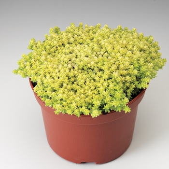 Sedum acre 'Aureum'