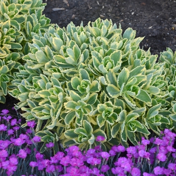 Sedum telephium 'Autumn Charm™' Lajos PP14421