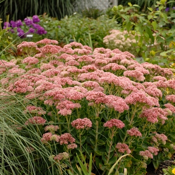 Sedum spectabile 'Autumn Fire'