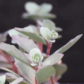 Sedum 'Bertram Anderson' 