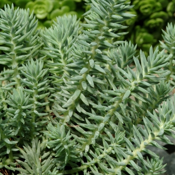 Sedum reflexum 'Blue Spruce' 