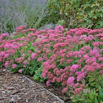 Sedum spectabile 'Carl'