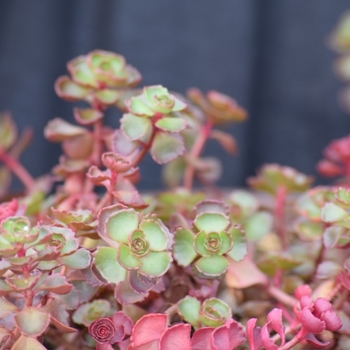 Sedum spurium 'Cherry Blush'