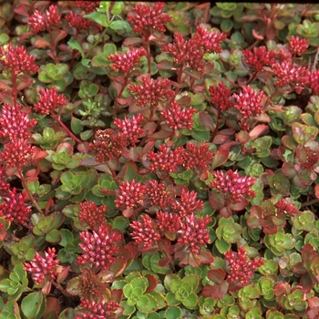 Sedum spurium 'Fuldaglut (Fulda Glow)'