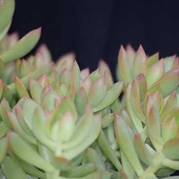 Sedum adolphii 'Golden Glow' 