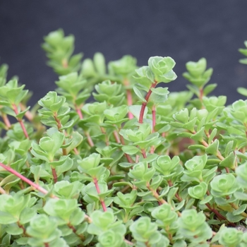 Sedum spurium 'John Creech'