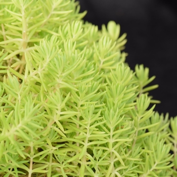 Sedum rupestre 'Lemon'