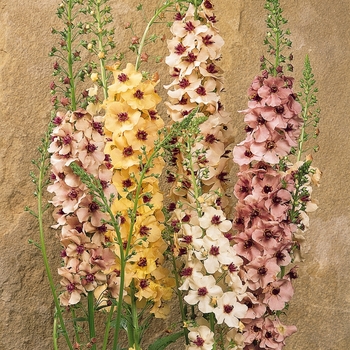 Verbascum 'Southern Charm'