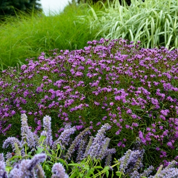 Vernonia 'Southern Cross'