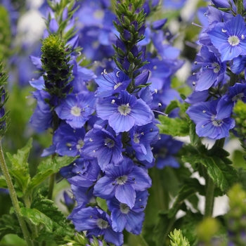 Veronica austriaca 'Venice Blue'