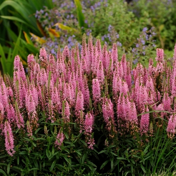 Veronica 'Eveline' Speedwell | Garden Center Marketing