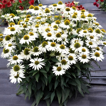 Echinacea Kismet® 'White'