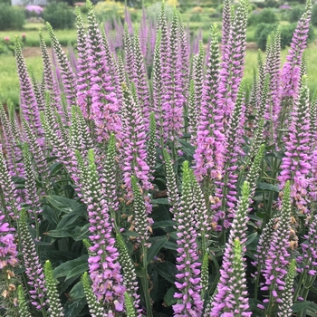 Veronica spicata 'Lavender Lightsaber' 