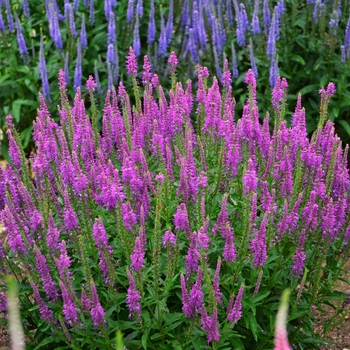 Veronica spicata 'Mona Lisa Smile'