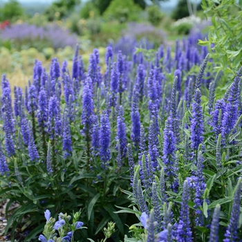 Veronica 'Dark Blue'