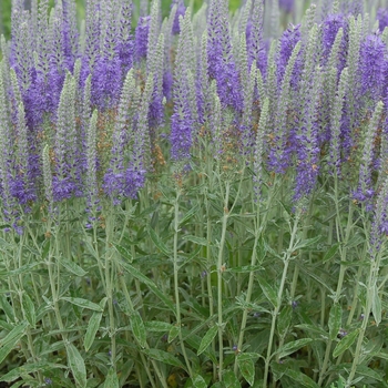 Veronica incana 'Pure Silver'