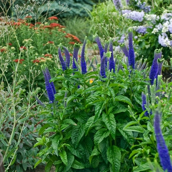 Veronica 'Sunny Border Blue'